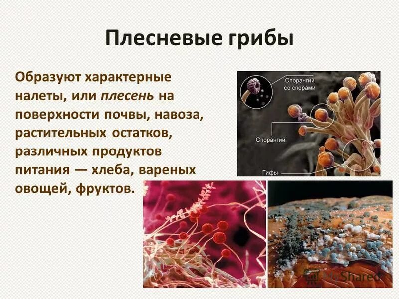 Плесневые грибы образуют микоризу. Способ питания плесневых грибов. Плесневые грибы образованы. Плесневые грибы по способу питания.