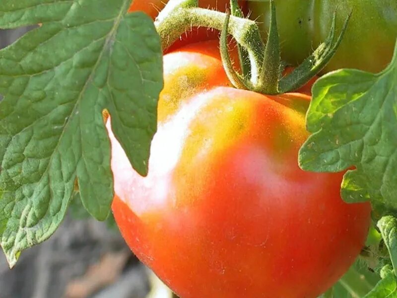 Почему помидоры краснеют. Краснеющие помидоры на кусту. Чтобы помидоры быстрее краснели. Почему не краснеют помидоры. Срок покраснения томатов.
