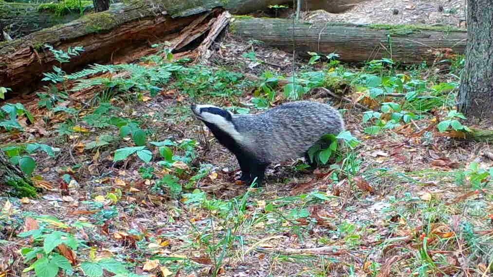 Амурский барсук. Под грибом. Барсуки грибы. Семейство барсуков. Норка барсука.