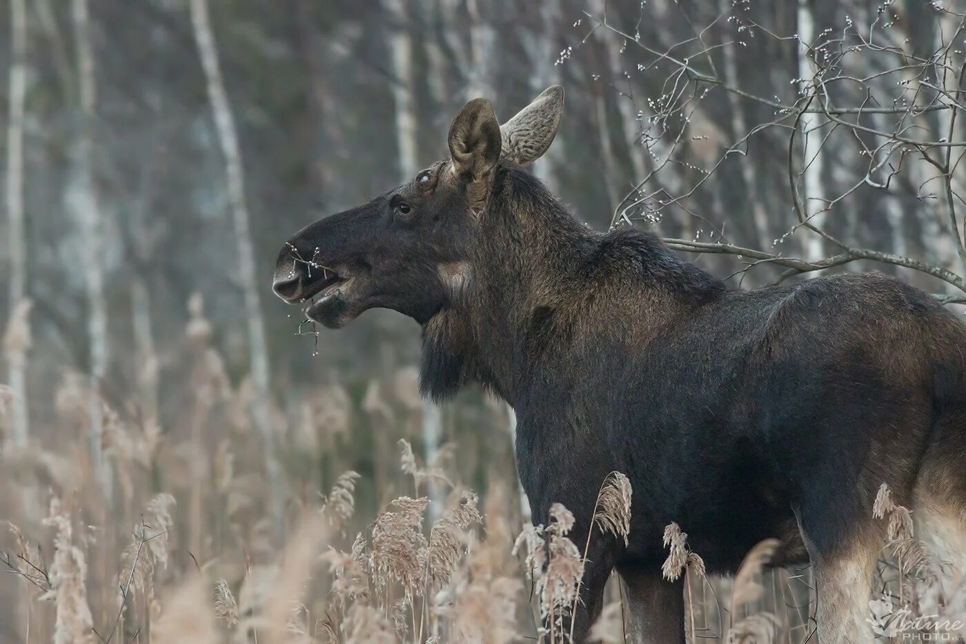 Лосе форум. Лось Полуторник. Лось alces. Лосёнок сеголетка.