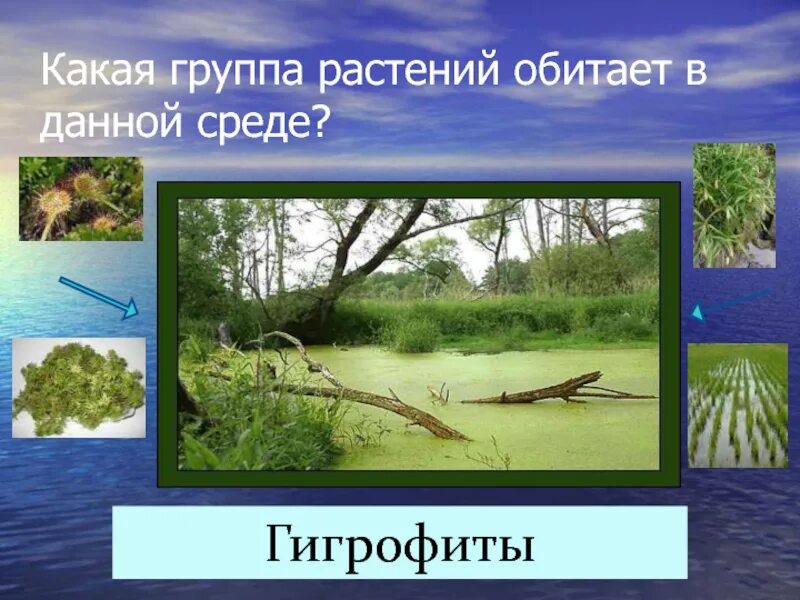 Гигрофиты примеры растений. Абсолютный показатель преломления среды зависит. Среды передачи информации. Организмы паразиты растения. Среды передачи данных таблица.