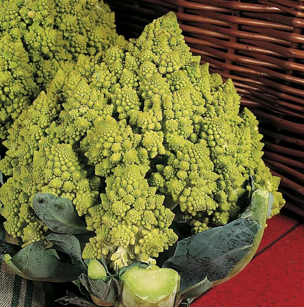 можно ли вырастить брокколи