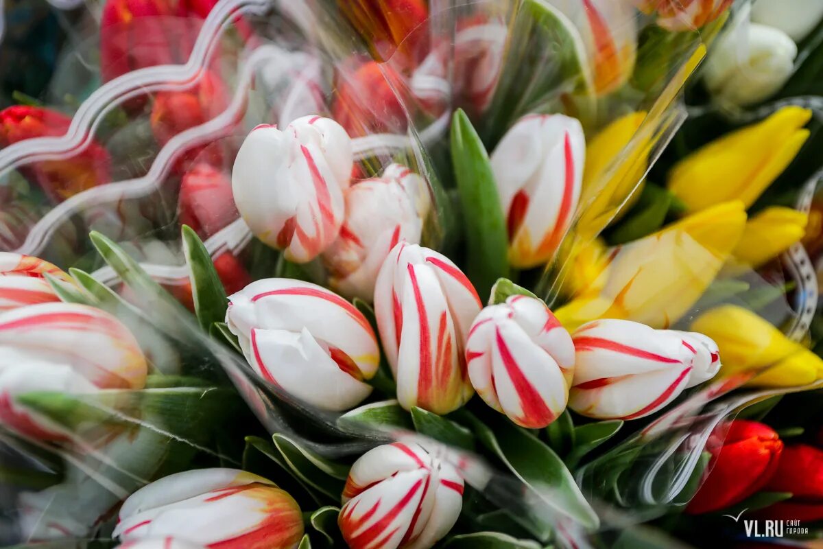 Грузовик с тюльпанами. Продажа тюльпанов. Продам тюльпаны. Тюльпаны разных цветов стильно. Цветы автомобильные тюльпаны.