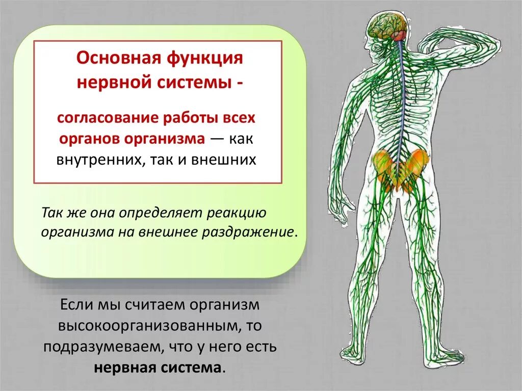 Как нервная система регулирует работу органов биология. Строение и функции органов нервной системы. Функции которые выполняет нервная система в организме человека. Согласованная работа органов нервной системы. Основные функции нервной системы 8 класс биология.