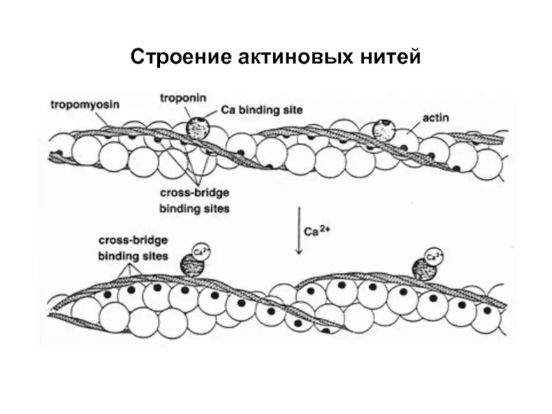 Нити актина. Строение актинового волокна. Строение тонких (актиновых) нитей. Строение актиновой нити. Тропонин на актине.