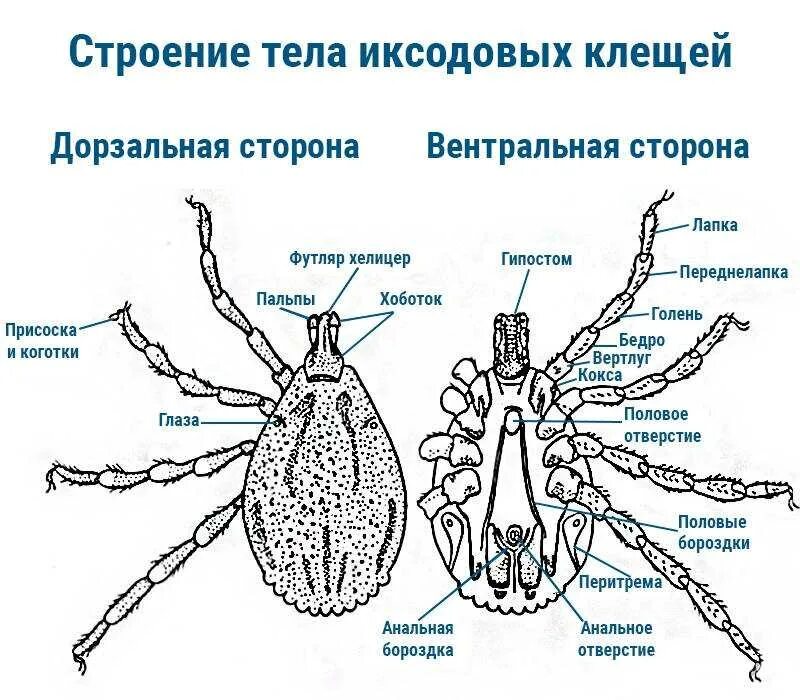 Иксодовый клещ строение схема. Имаго таежного клеща строение. Имаго иксодового клеща строение. Личинка иксодового клеща строение.