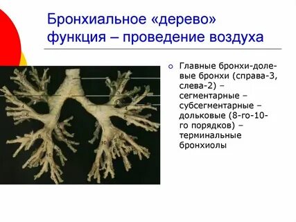 Функции бронхов