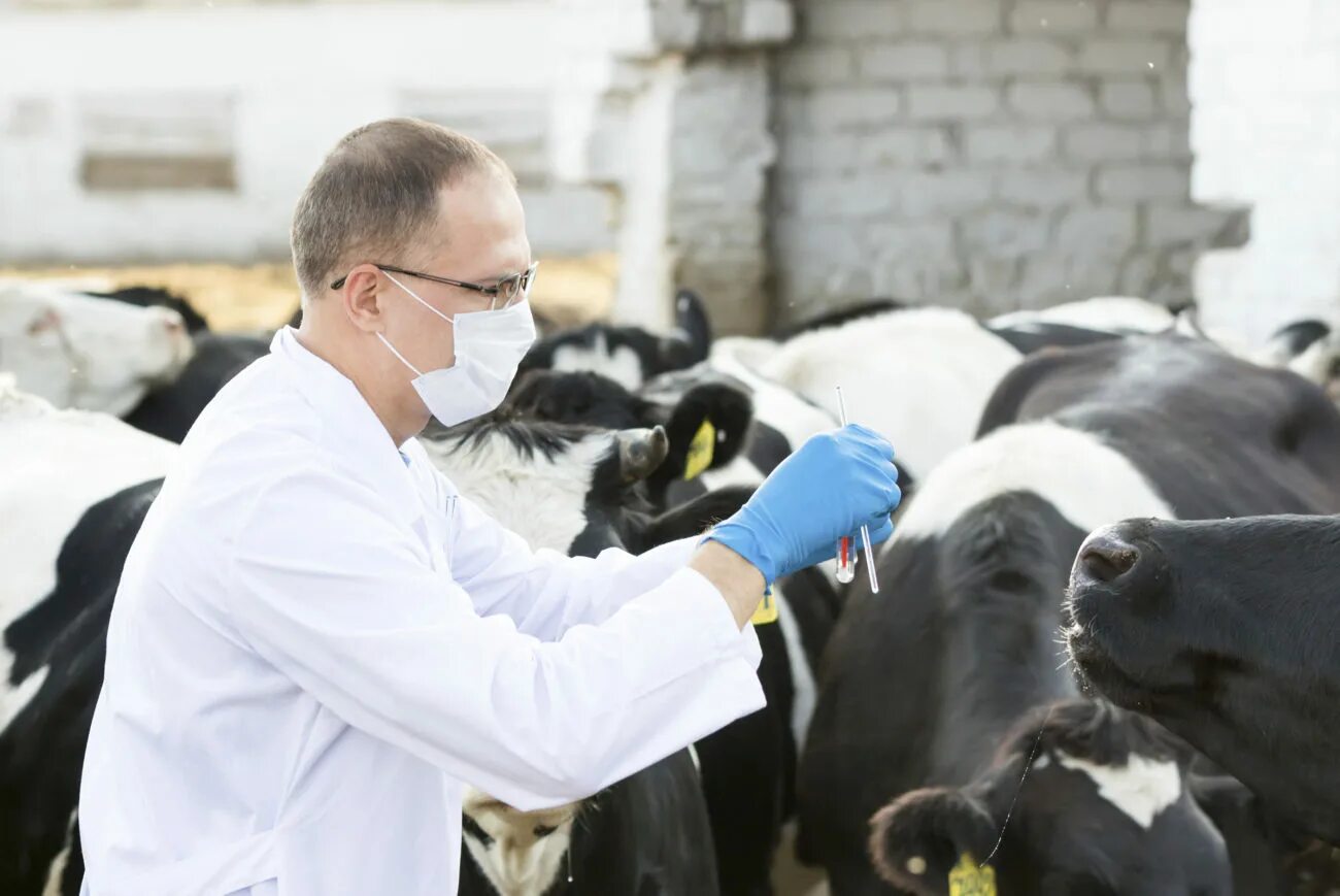 общее обследование коровы. клиническое исследование коровы. исследование носовой полости у крс. ветеринар на ферме. ветеринар вакцинация крс.