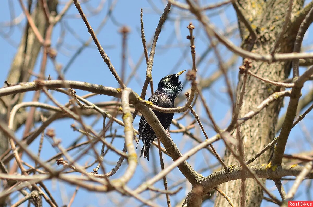 первый скворец. скворец пересмешник. обыкновенный скворец скворцов. первый скворец. желтогрудый скворец.