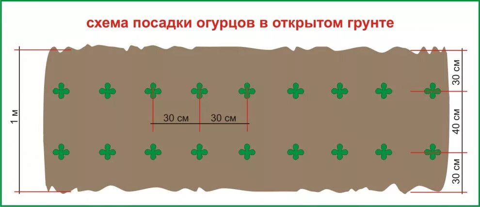 Огурцы в открытом грунте схема посадки. Схема выращивания огурцов в открытом грунте. Схема посадки огурцов в открытый грунт рассадой. Схема посева огурцов в открытый грунт семенами. Огурцы правильная посадка