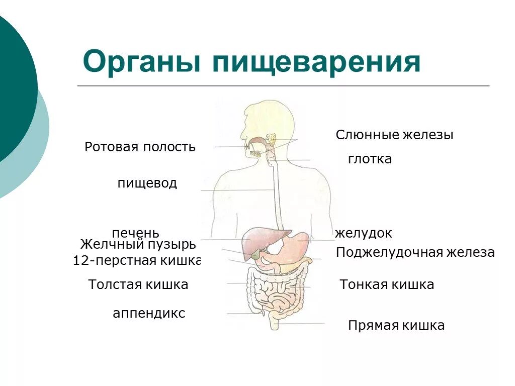 Пищеварительная система часть