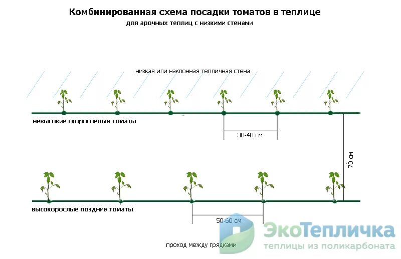 Через какое расстояние нужно сажать. Схема высадки томатов в теплице 3х6. Схема посадки томатов в теплице 3х8. Схема посадки огурцов в теплице 3х4. Схема высадки рассады перца в открытый грунт.