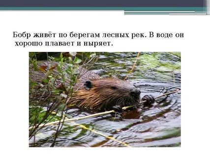 Среда обитания бобра