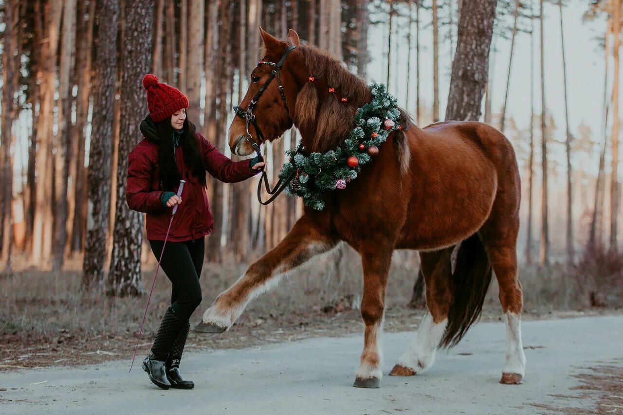 Лошади 20 лет. Прогулка на лошадях в Липецке. Покататься на лошадях Липецк силикатные. Фотосессия с лошадью в Липецке. Конный двор Липецк силикатный.