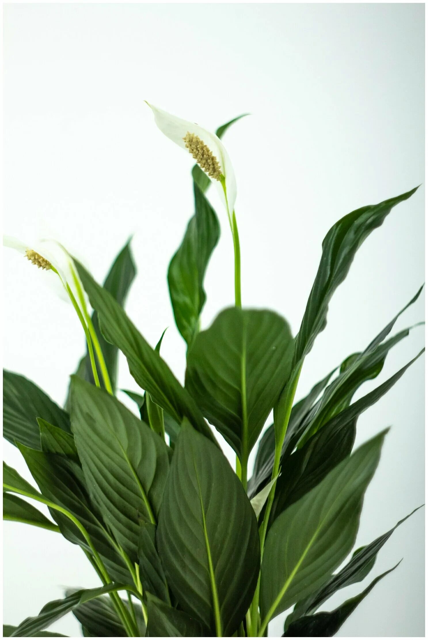 Спатифиллум свит бенито. Свит сильвер спатифиллум. Спатифиллум лоретта. Свит сильвер спатифиллум. Спатифиллум себастьяно.