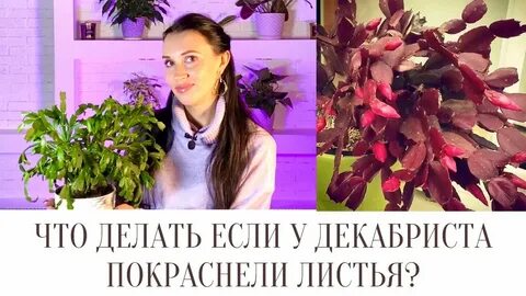 Почему вянет декабрист листья