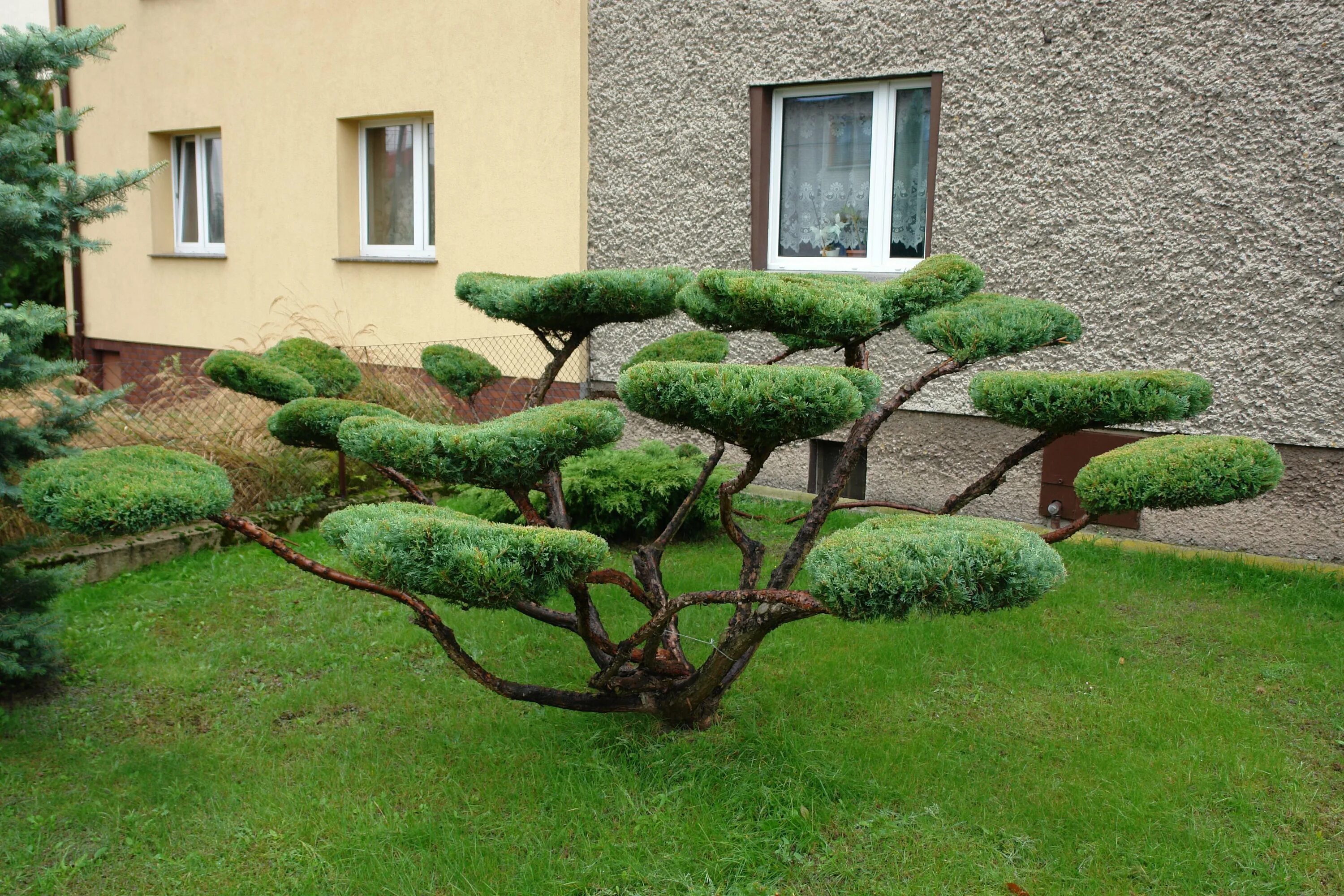 Сделать кусты