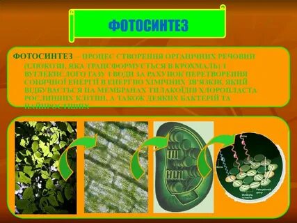 Фотосинтез у папоротников происходит в