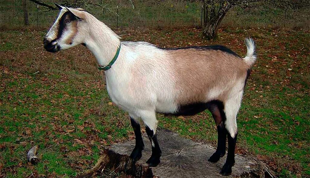 Породы дойных коз. Коза зааненская Альпийская. Альпийская комолая коза. Ламанча порода коз. Высокогорная Альпийская коза.