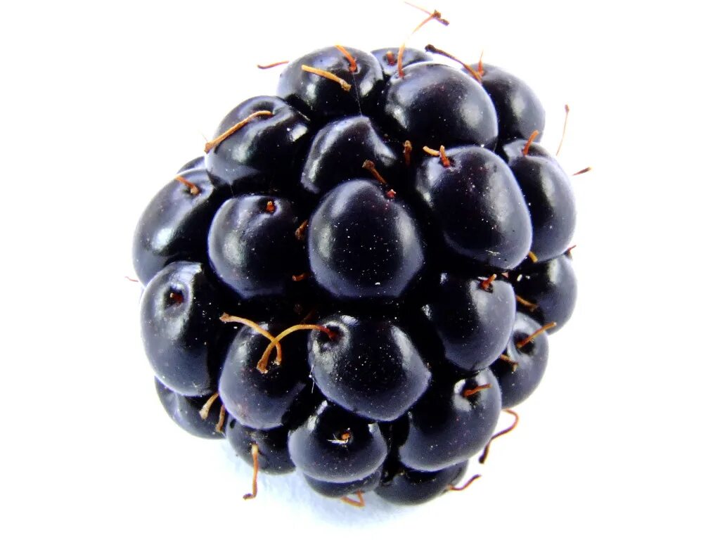 Черный фрукт название. Черная ягода. Темные ягоды. Фрукты черного цвета. Ежевика.