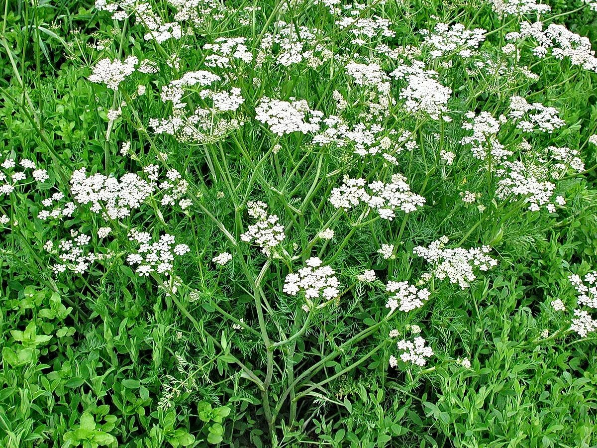 Кинза. Какая трава похожа. Кокорыш собачья петрушка. Яснотка белая. Petroselinum crispum.