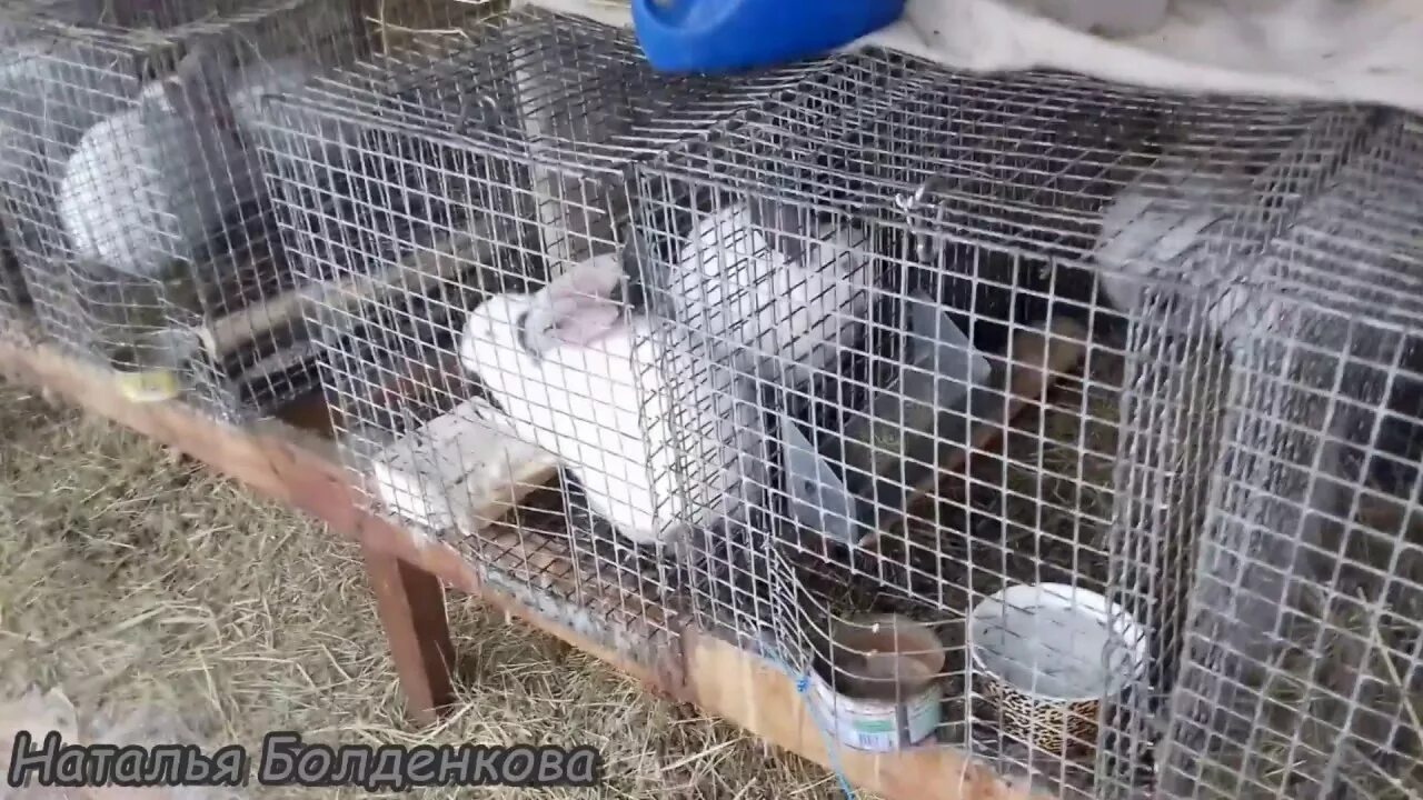 Кролики живут на улице