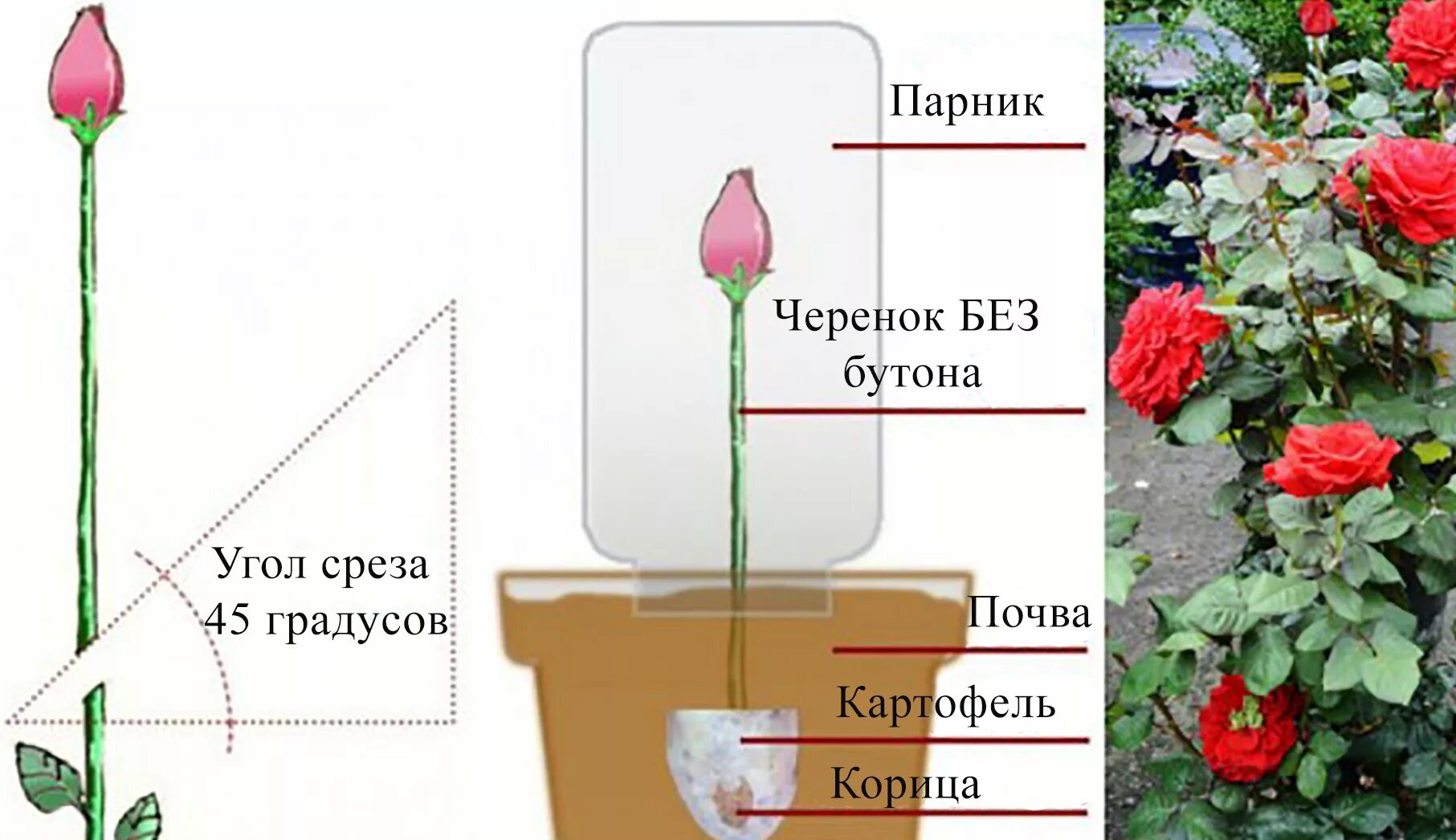 Сколько держатся розы. Как посадить черенок розы из букета в домашних условиях. Вырастить розу в картошке. Отросток розы в картошке.