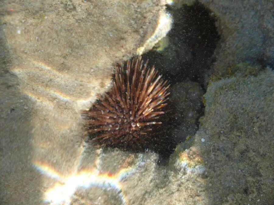 пупырь ежа иваново. морской ёж иваново. самый большой морской еж. тапки от колючих морских ежей. пупырь ежа иваново.