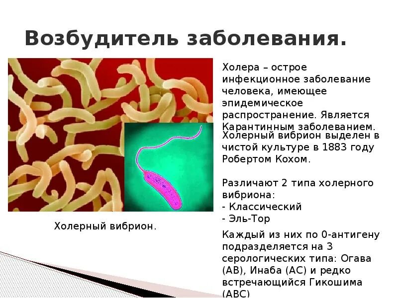 Источником инфекции при холере является. Причины болезни холерный вибрион. Холерные вибрионы вызывают заболевания. Вибрион холеры профилактика. Холерный вибрион источник инфекции.