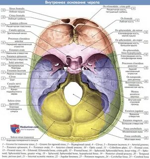 Внутреннее основание черепа