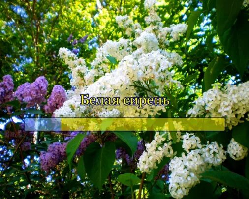 Композиция с белой сиренью. Апрельская сирень. Белая сирень песня. Белая сирень 2к. Бесплатная песня белая сирень.