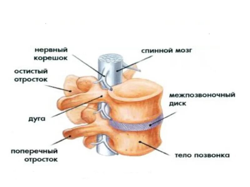 Отросток мозга 4. Схема строения межпозвонкового диска. Межпозвонковый диск строение анатомия. Позвонок и межпозвонковый диск. Строение позвонка и межпозвоночного диска.