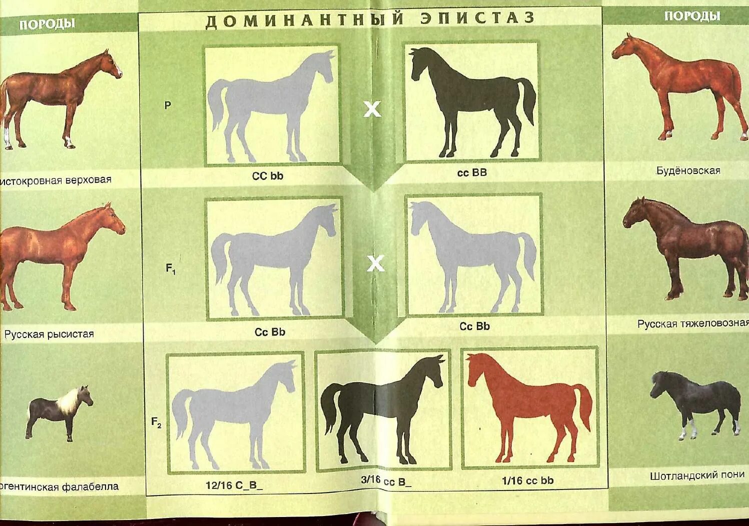 Параметры буденовской породы лошадей. Классы пород зарисовать. Конь буденовской породы в сравнении с другими. Схема выведения буденовской породы лошадей. Породы литературы
