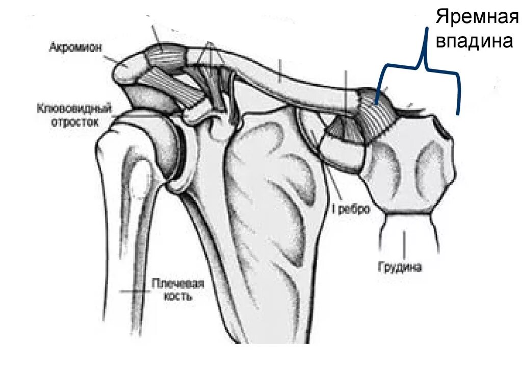 Соединения костей плечевого пояса. Плечевой сустав акромиально ключичный сустав анатомия. Сесамовидная кость плечевого сустава. Грудино ключичный и акромиально ключичный суставы. Правые акромиально-ключичный и плечевой суставы вид спереди.