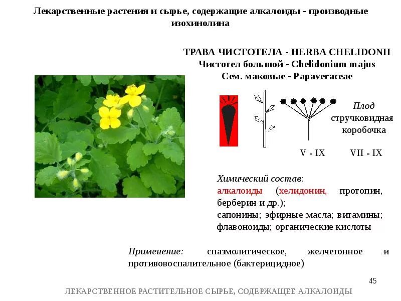 Сырье чистотела. Чистотел лекарственное растение характеристика. Чистотел большой-ядовитые части растения. Лекарственные растения и сырье, содержащие алкалоиды. Алкалоиды чистотела.