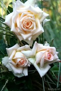 Vanilla rose