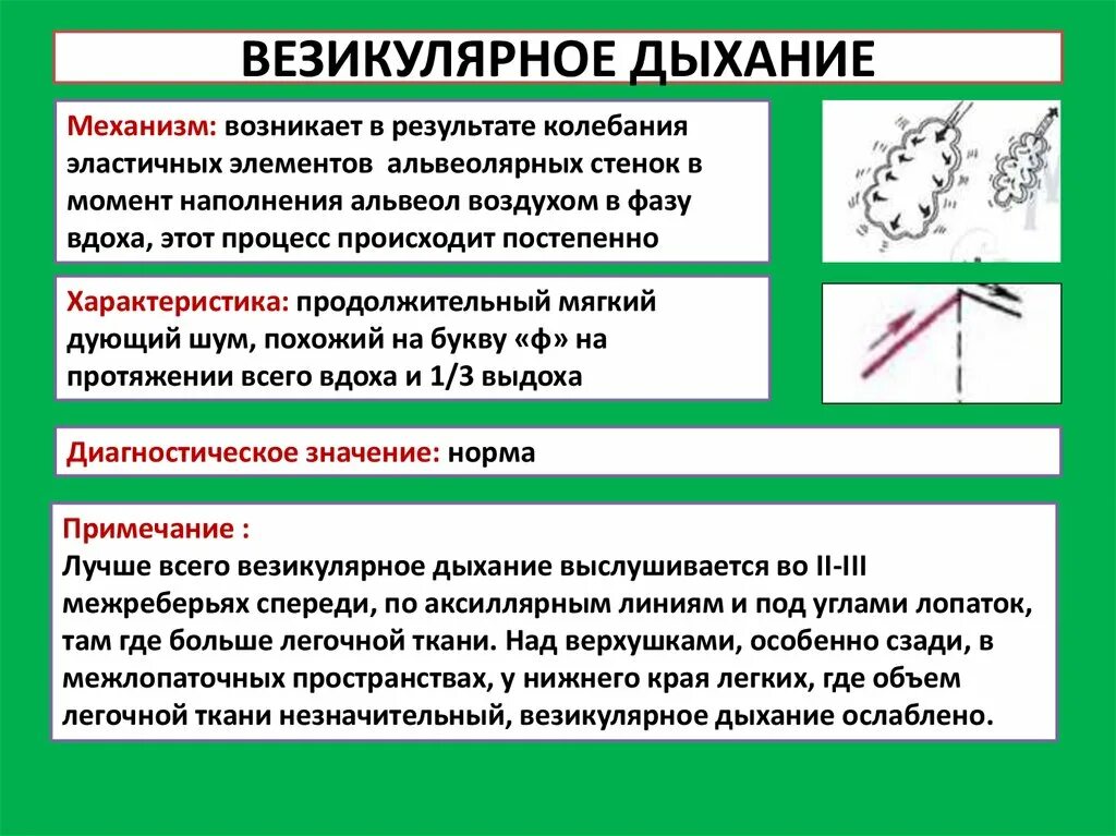 Механизм возникновения ослабленного везикулярного дыхания. Патологические разновидности везикулярного дыхания. Везикулярное дыхание пропедевтика. Везикулярное дыхание это норма. Жесткое везикулярное дыхание