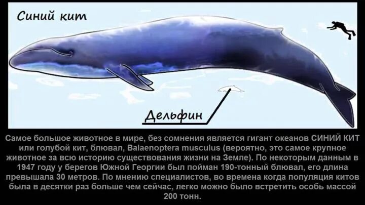 Синий кит самое большое животное в мире. Синий кит длина и вес. Голубой кит Размеры и вес. Вес китенка синего кита. Масса синего кита достигает