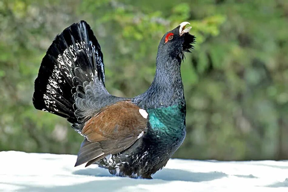 Глухарь птица для детей. Глухарь - capercaillie. чернобрюхий глухарь. глухарь в тундре. глухарь тетерев фазан.