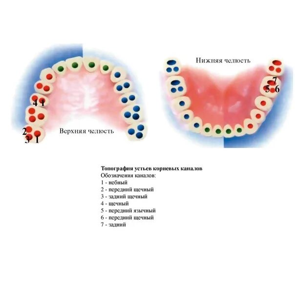 Устья каналов зубов схема. Топография устьев корневых каналов зубов. Схема устьев корневых каналов зубов. Количество каналов в зубах. Количество каналов 6
