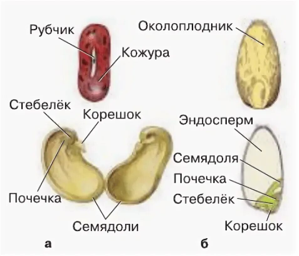 Классы растений строение семян двудольных. Строение семян двудольных и однодольных растений рис.39. строение семени однодольного растения и двудольного растения. рис 1 строение семян двудольных растений. строение семян однодольных и двудольных растений 6.