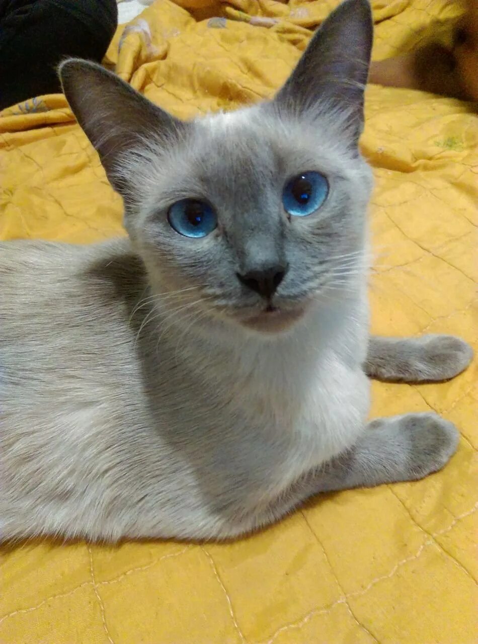 Смесь сиамской кошки. Сиамский кот метис. Сиамский кот помесь. Метис тайского и сиамского кота. Тайский кот метис.