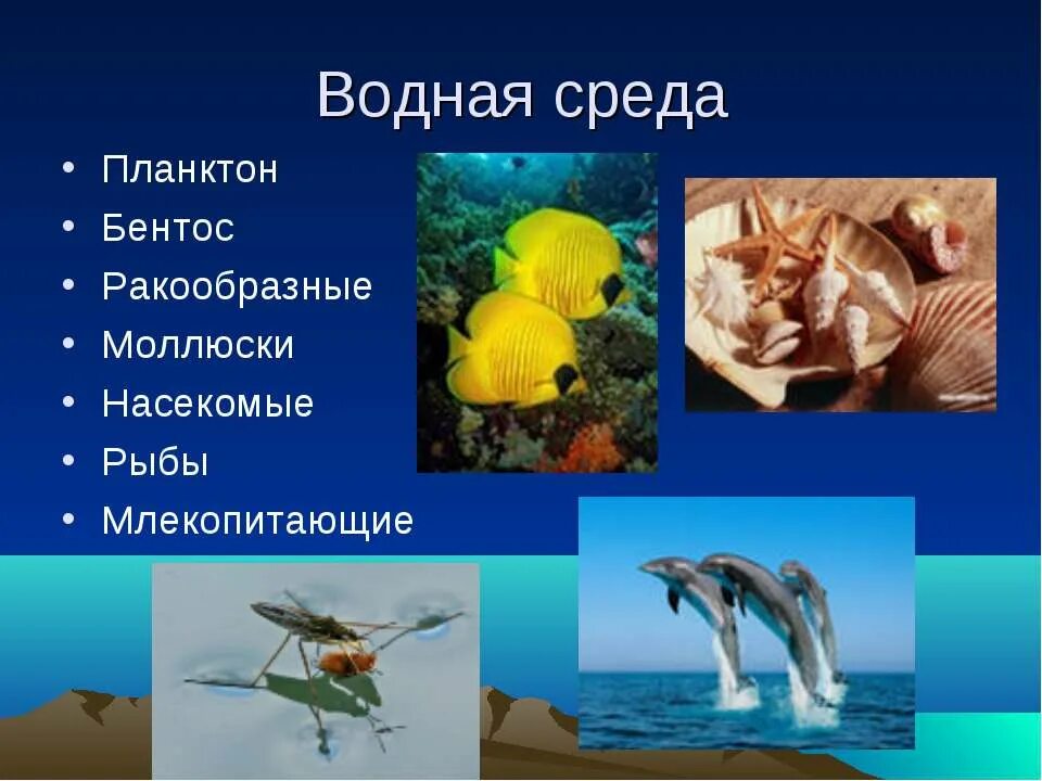 Особенности организмов в водной среде обитания