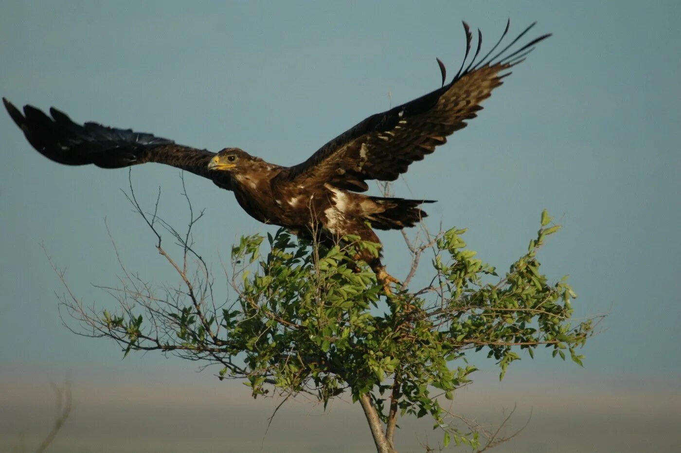 Орел степная птица. Степной Орел. Степной орёл (Aquila nipalensis. Крымский Степной Орел. Степной Орел Забайкальский край.