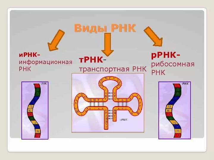 Разные виды рнк. Строение и виды рнк.