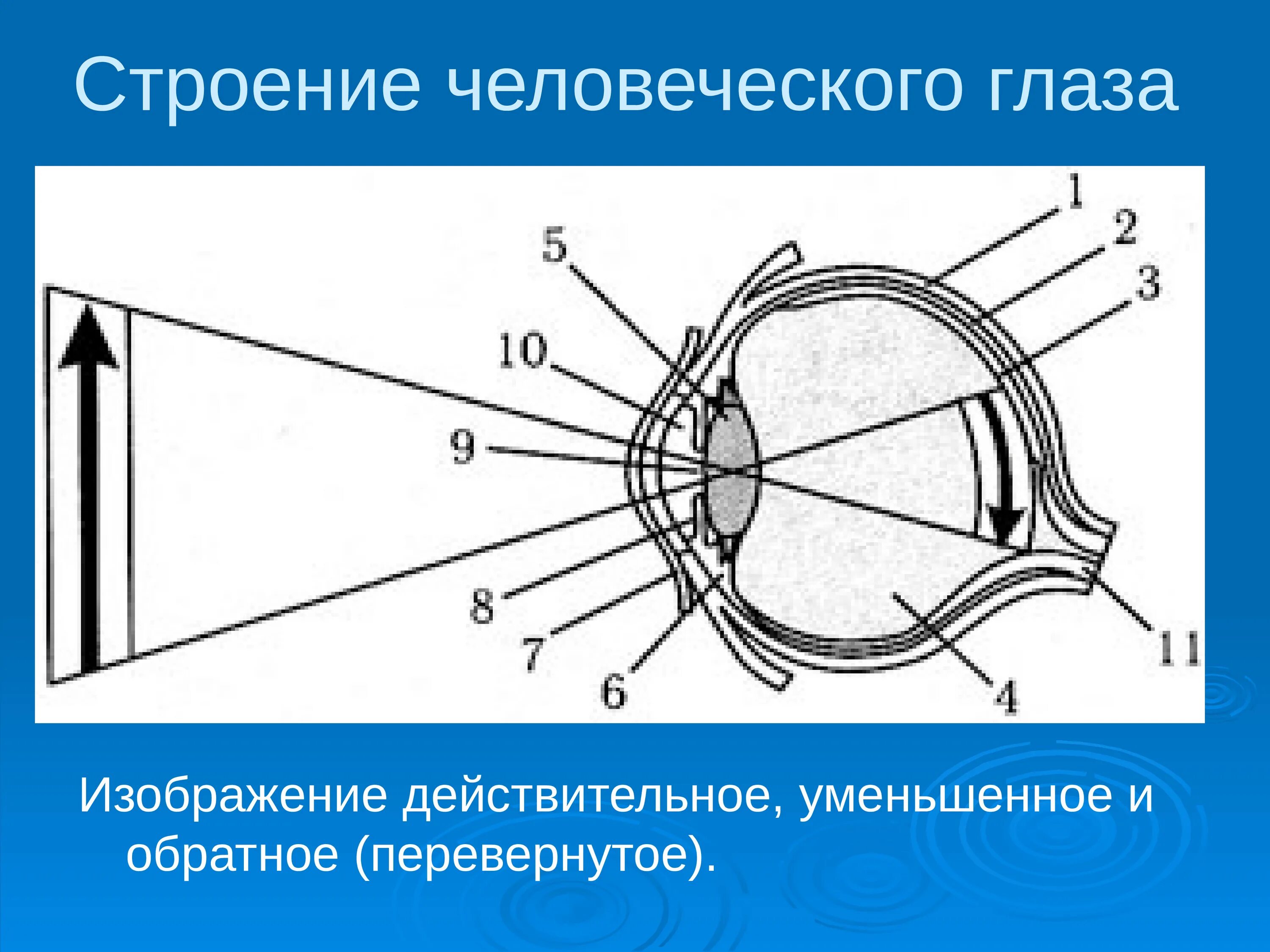 Глаз и зрение физика 9. Строение человеческого глаза как оптической системы. Глаз строение глаза. Схема оптической системы глаза. Строение человеческого глаза в картинках.