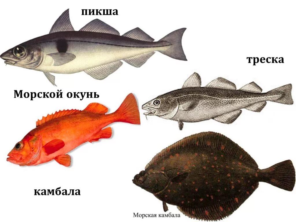 рыбы обитающие в белом море. баренцево море рыба баренцева моря. баренцево море виды рыб. рыбы баренцева моря. рыба морская тресковые пикша.