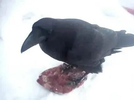 Включи видео ворон