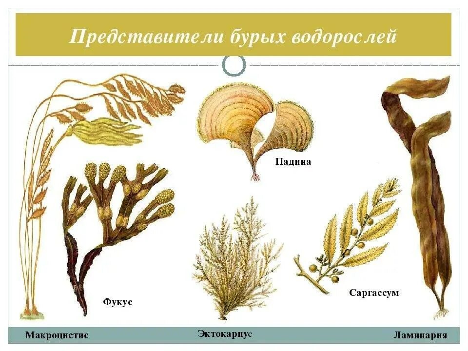 Низшие растения примеры названия. Бурые водоросли представители. Отдел бурые водоросли представители. Представители бурых водорослей 7 класс. Бурые многоклеточные водоросли представители.