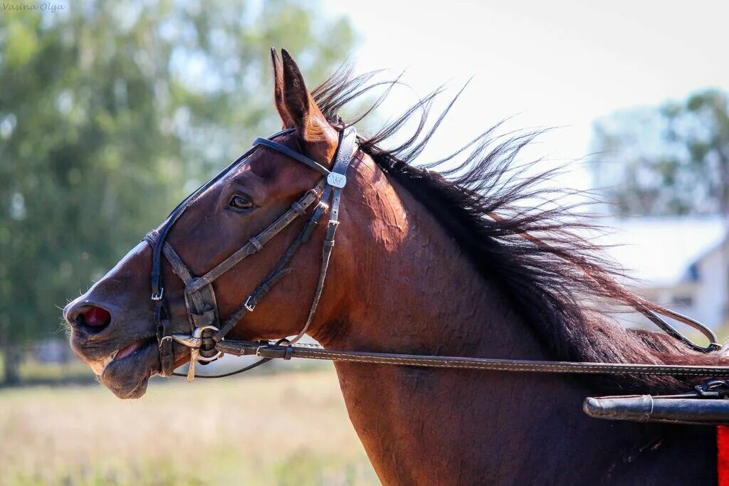 ипподром нижний новгород щербинки. ипподром нижний новгород. ипподром нижний новгород. ипподром нижний новгород. нижегородский ипподром фото.
